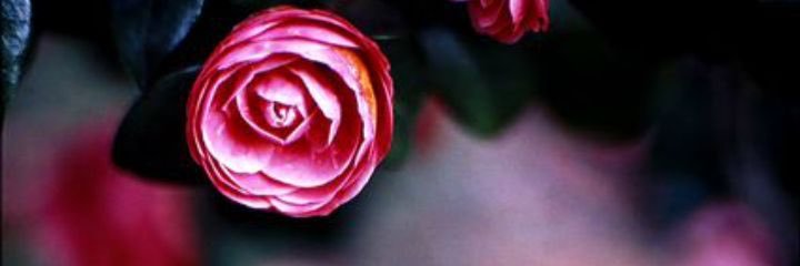 YajaAstudillo's profile banner image