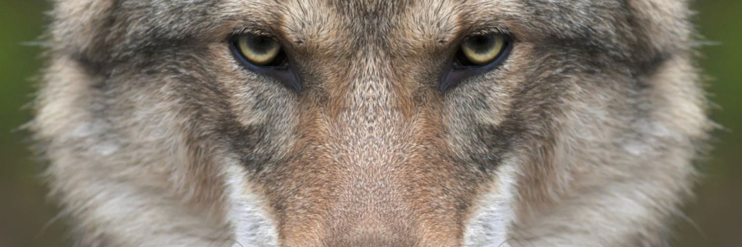 Demontmirrail's profile banner image