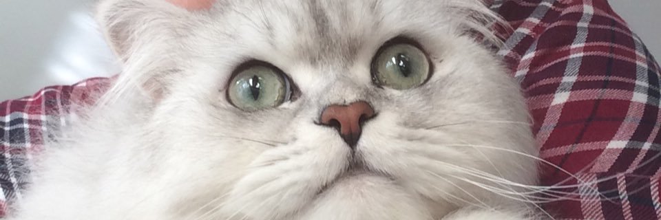 FatmaAdil1's profile banner image