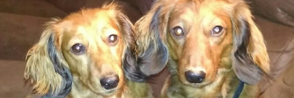 gomst8Cates's profile banner image