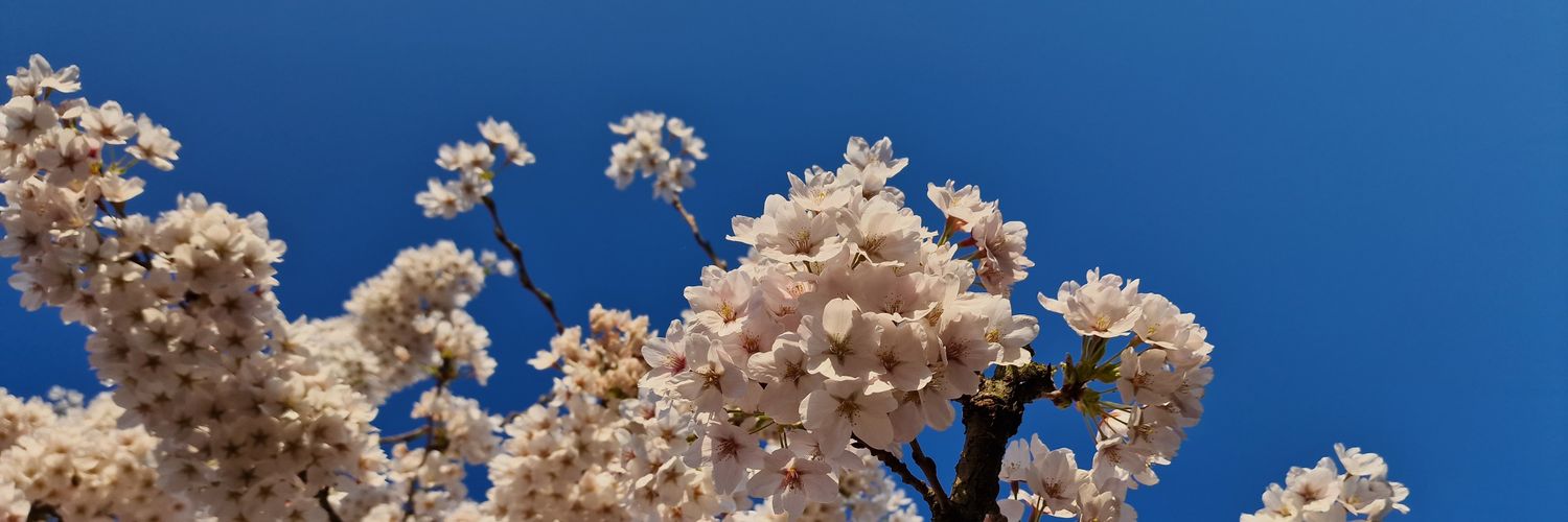 CorinaMech's profile banner image