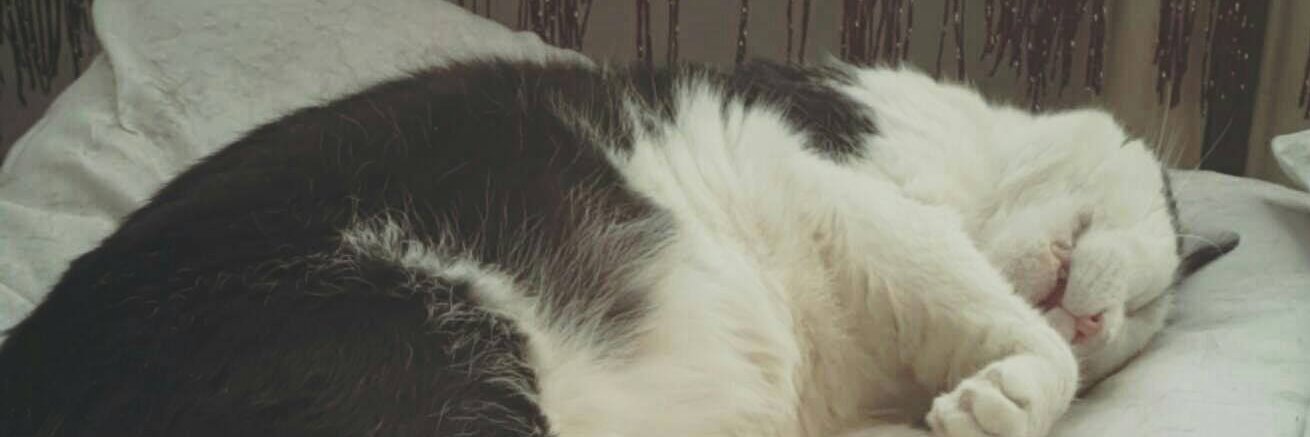 katee0009's profile banner image