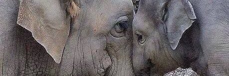 Ndabaude's profile banner image