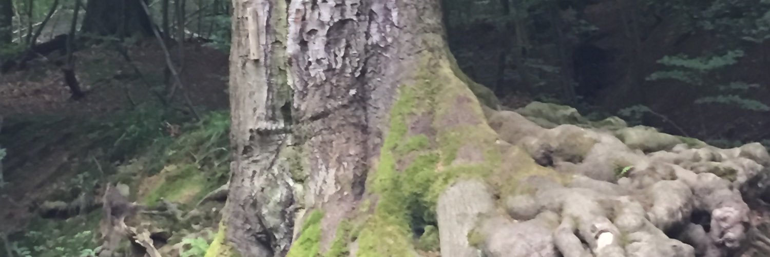 riecke_p's profile banner image