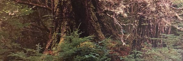 noneintended Profile Banner