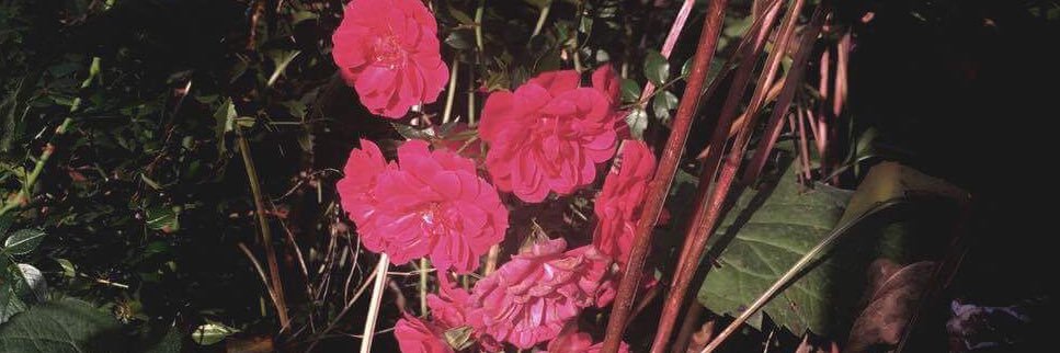 _lillysp's profile banner image