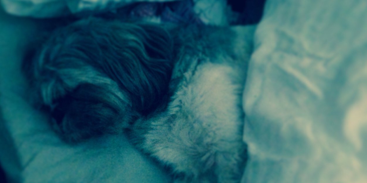 stacey_laura's profile banner image