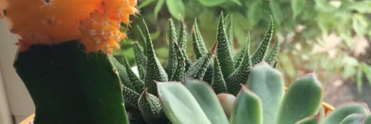 carachiocca's profile banner image