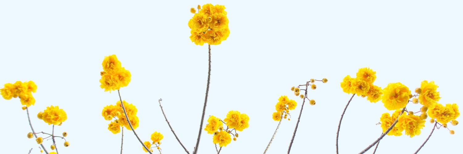 Romeabdullah's profile banner image