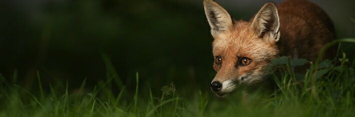 Nyve_TheFox's profile banner image