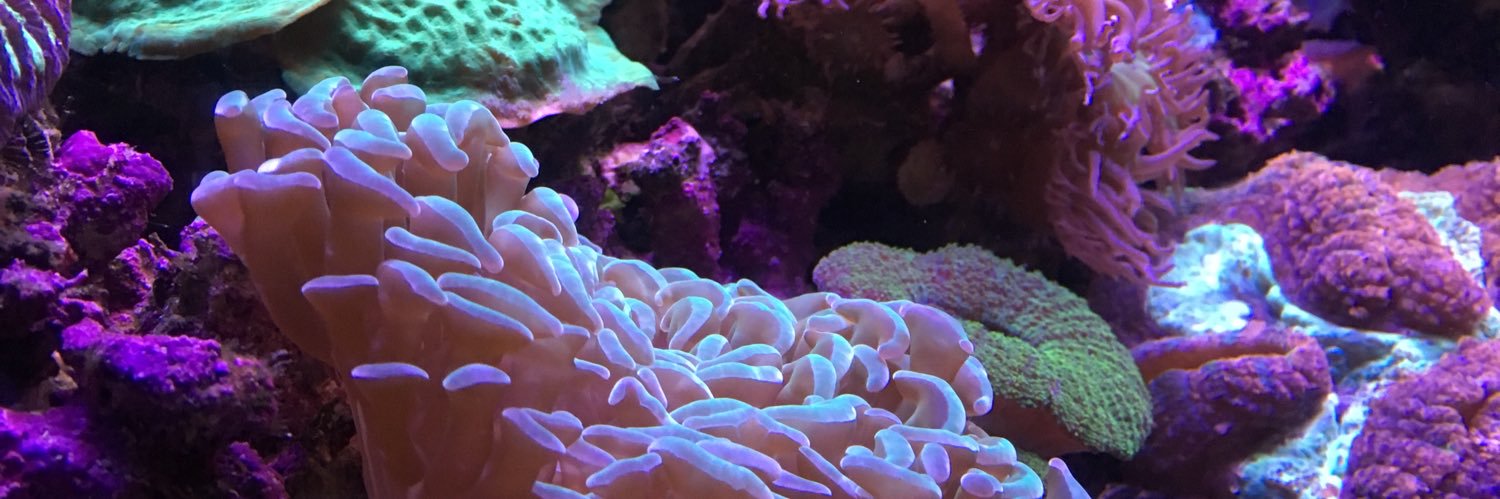 Marigolding's profile banner image