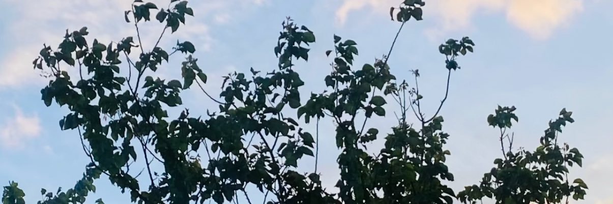 GYPSY_BC's profile banner image