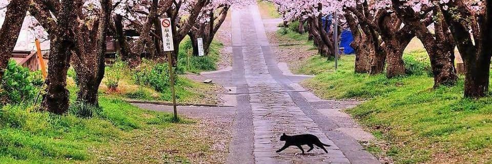 catomean's profile banner image