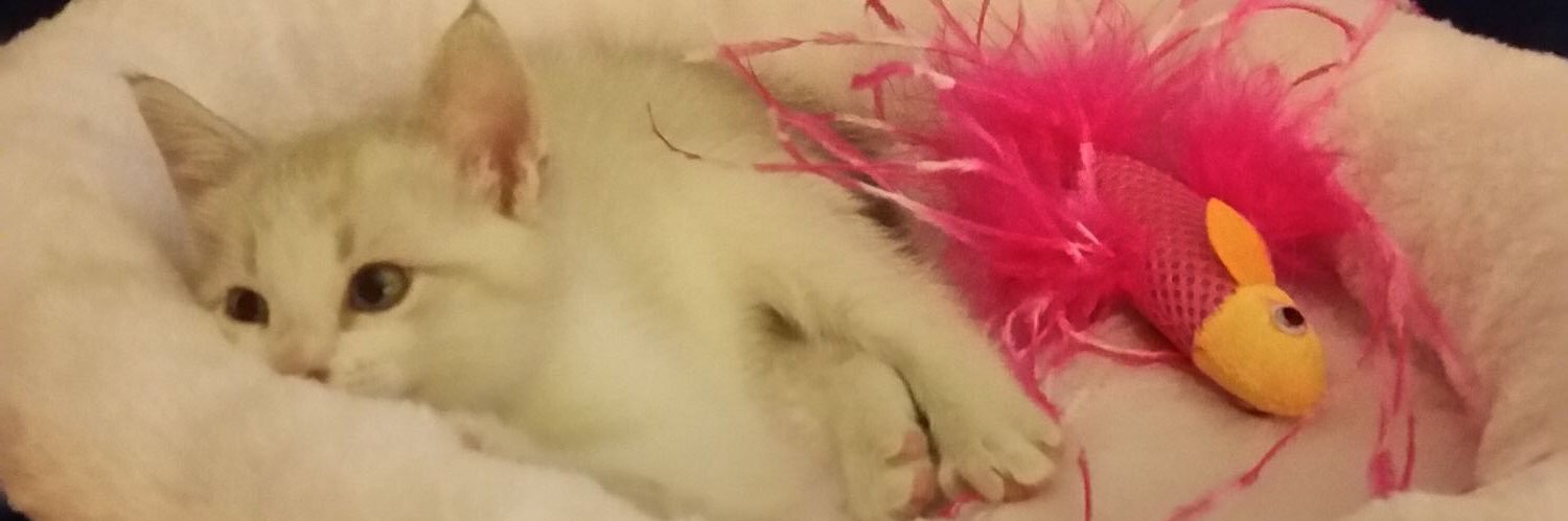 sie_11's profile banner image