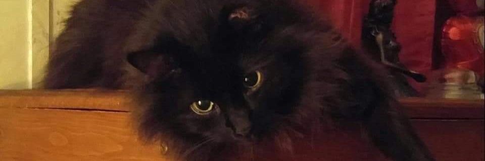 Willow1368's profile banner image
