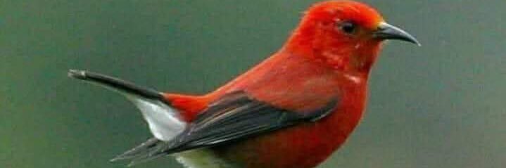 aaatwi's profile banner image
