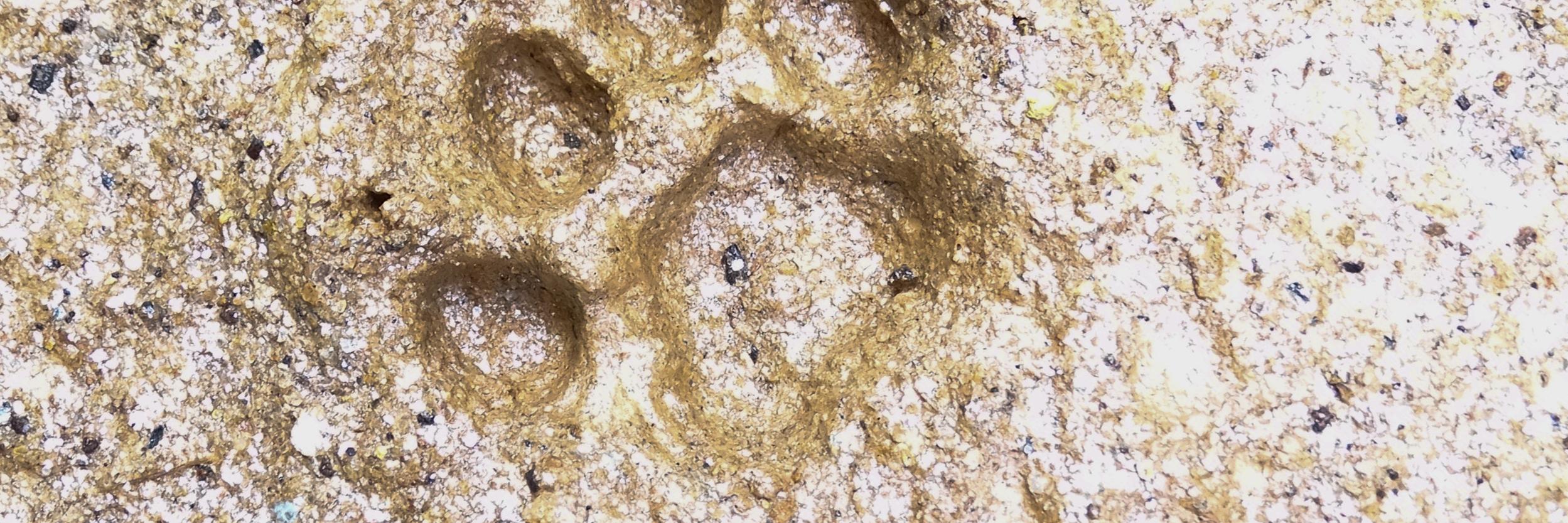 Carolina Afan de R. banner