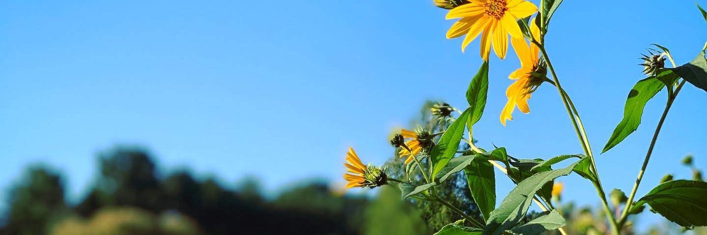 Spurthi Bhatt banner