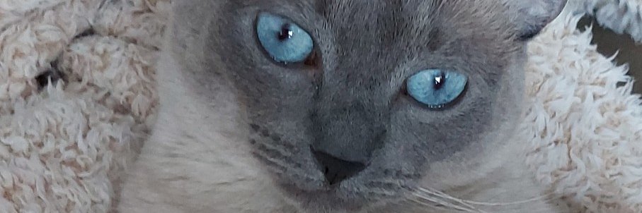 LoveforBernie's profile banner image