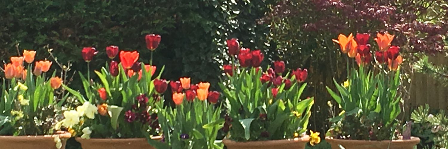 denisemholt's profile banner image