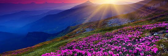 @Sophia H, ⊻ banner