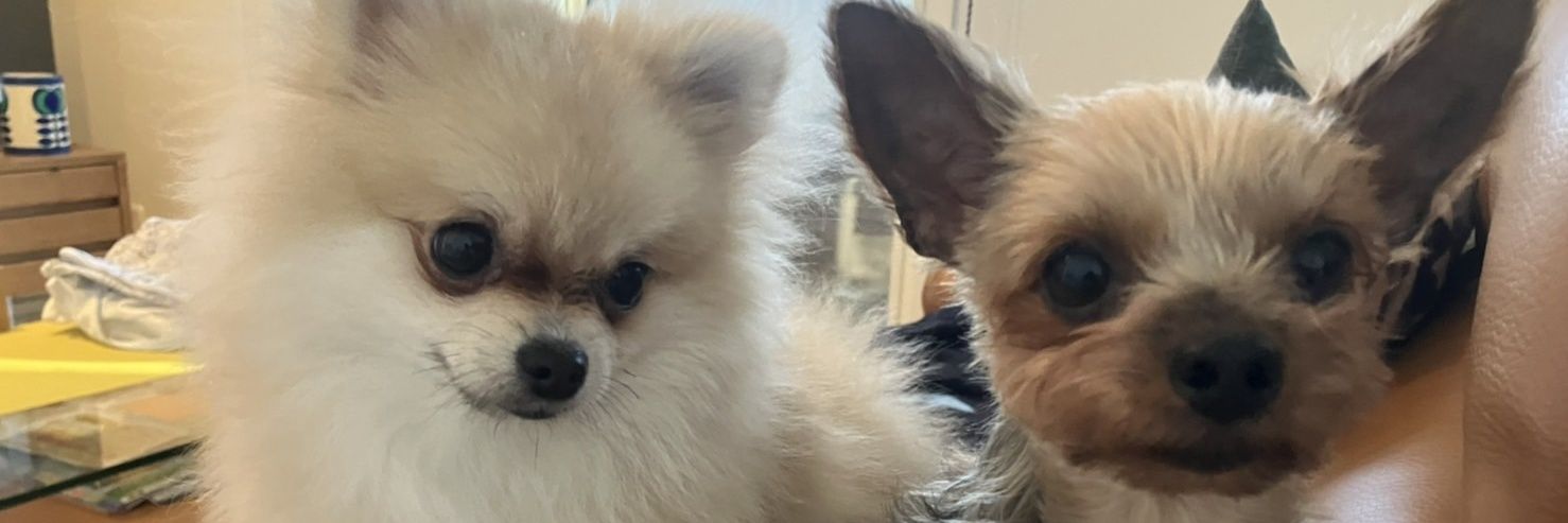 シルウェイト banner