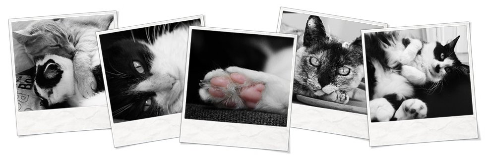 gatoca_'s profile banner image