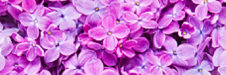 paro___oO's profile banner image