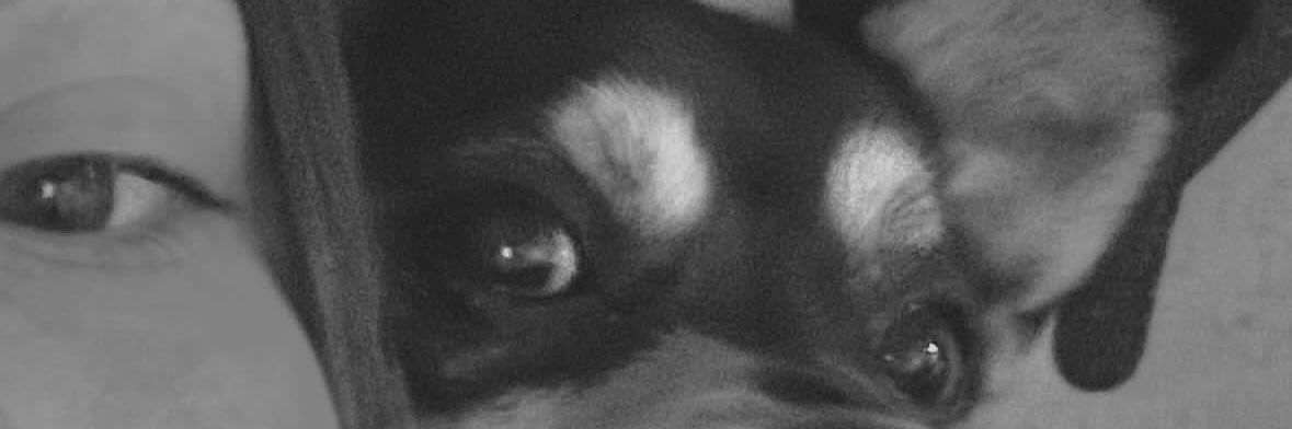 sofijanniello's profile banner image
