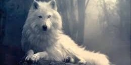 Kuiky4's profile banner image