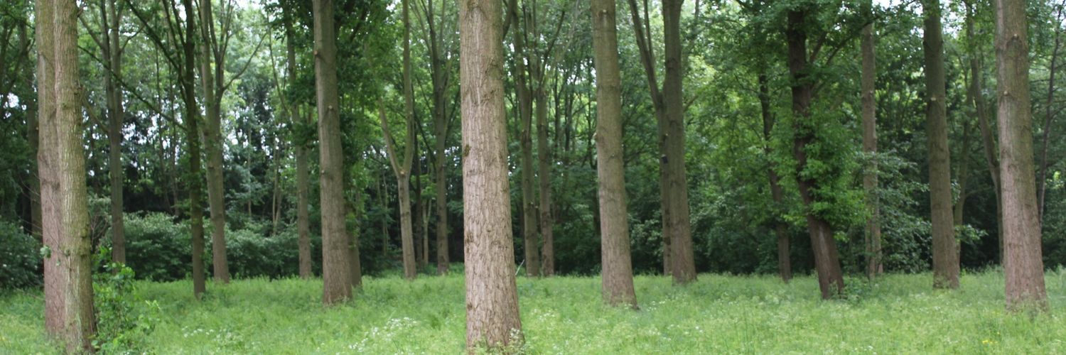 TrudiGreen's profile banner image