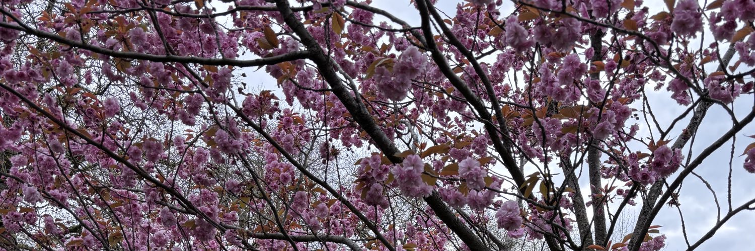 Catherine Prasifka banner