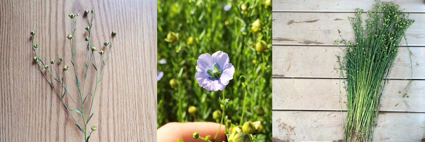 TapRoot Fibre Lab banner