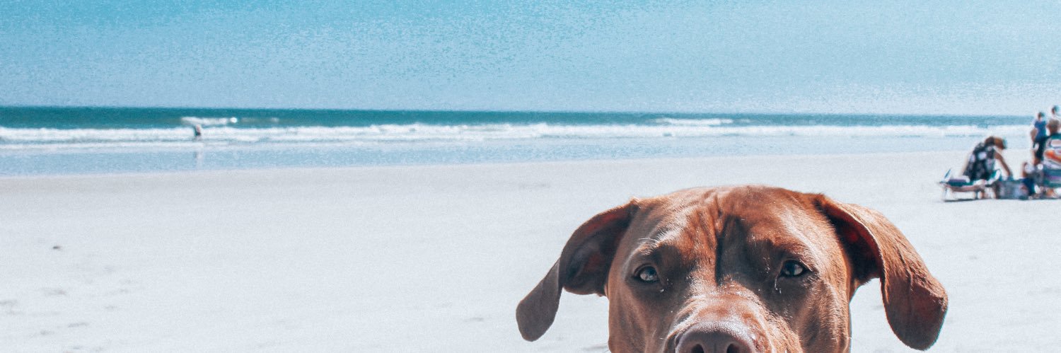 kelseybiles's profile banner image