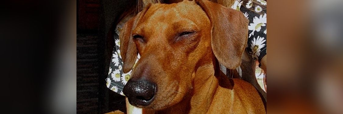 candelapaz3's profile banner image