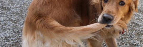 vangarti's profile banner image