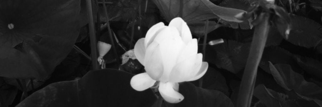 vancarmetz's profile banner image