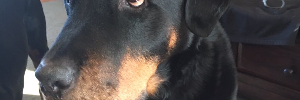 dfreshk9's profile banner image