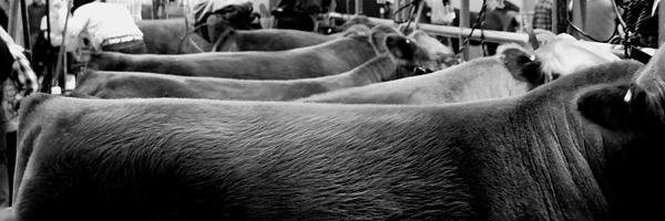 ShowJocks's profile banner image