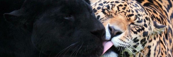lexx_lugorrr Profile Banner