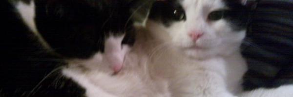 Brutus22 Profile Banner