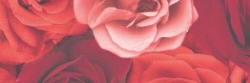 HaleyyyBee's profile banner image