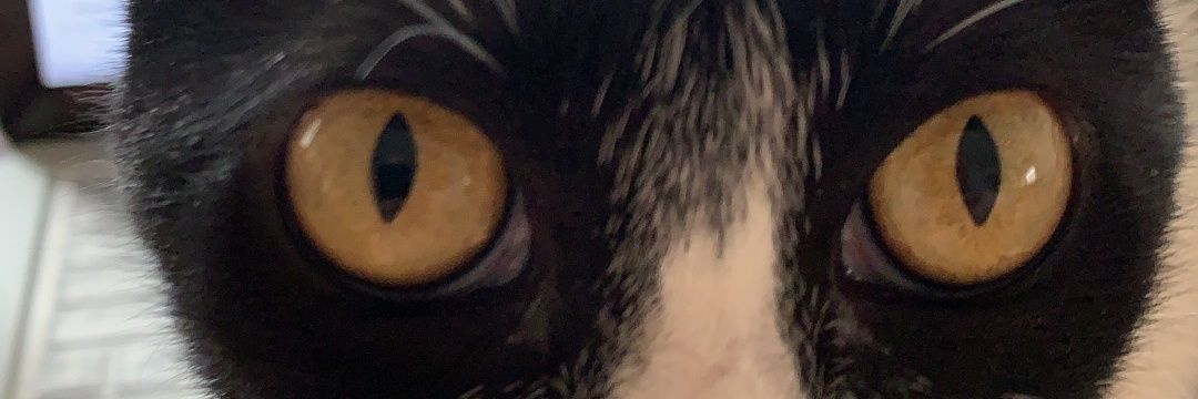 Listerrier's profile banner image