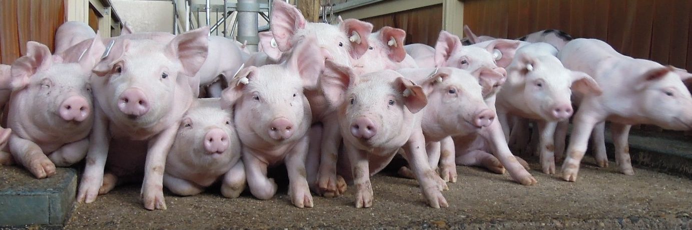 Mirjam Lechner banner