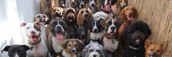 renatabass Profile Banner