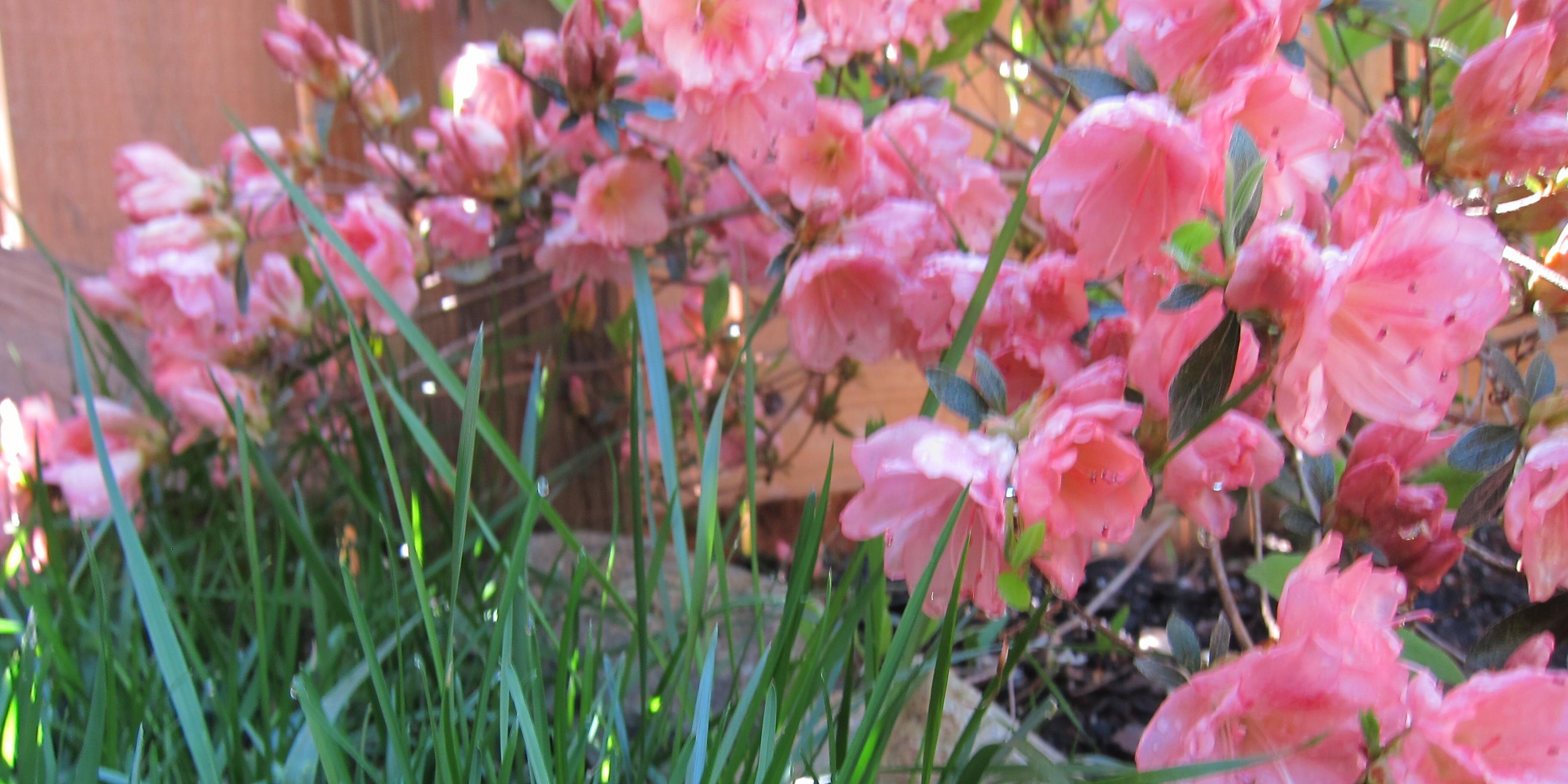 Caitlin Boyle banner