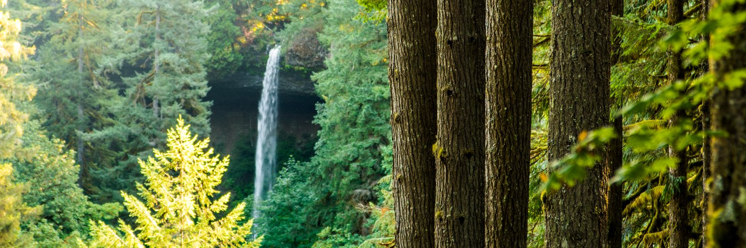 ORForests's profile banner image