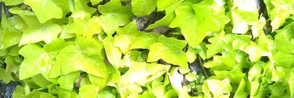 IvyGuy's profile banner image