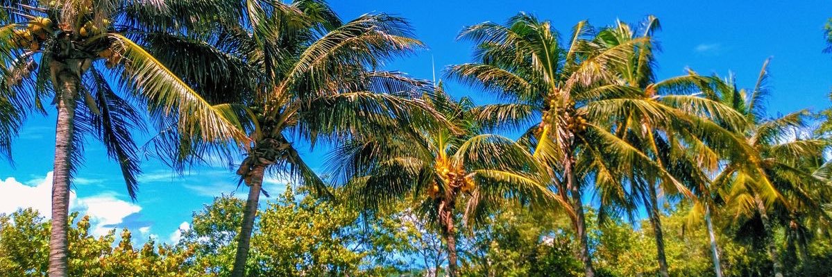 RandyyRose's profile banner image