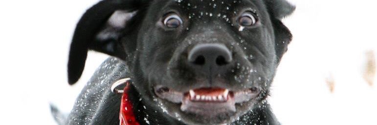KishSicks's profile banner image